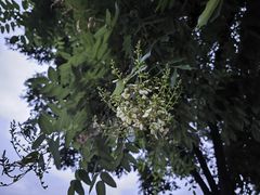 -半天妖烤鱼(丰科万达店)