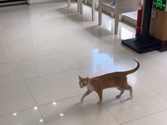 -瑞鹏宠物医院·夜间急症·心超·猫科(祖庙分店)
