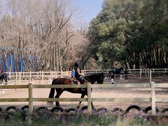 -上海共青森林公园