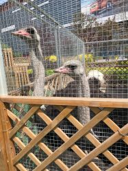 -萌宠亲子动物乐园(槐房万达店)