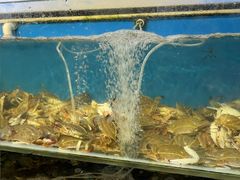 -仙螺岛海鲜自助餐厅(总店)