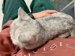 -喵的天空名猫咖啡馆·撸猫·猫舍·用品