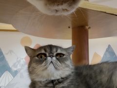 -滚猫咖啡·猫咖·猫友好撸猫(未来城店)