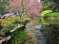 -西湖外事游船(花港观鱼码头)