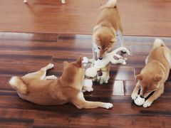 -豆柴町-柴犬主题狗咖(红鼎国际C座店)