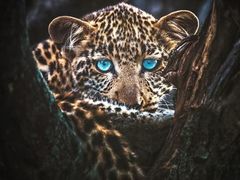 -罗红摄影艺术馆