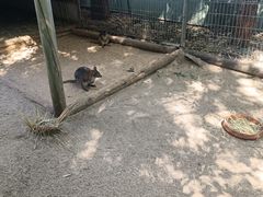 -费瑟代尔野生动物园