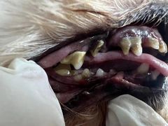 -宠福鑫康馨动物医院·骨科·眼科