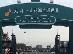 -荷兰花海