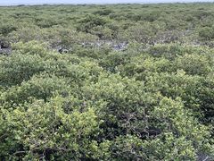 -北海金海湾红树林生态旅游区
