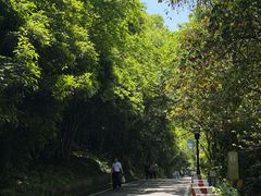-潜山国家森林公园