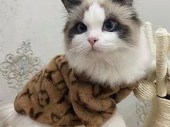 -喵zoo家庭繁育猫舍(尖东智能花园店)