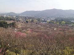 -香雪海