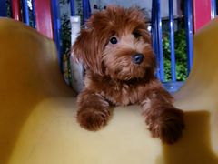 -达爱动物医院·犬猫分区·CT·复杂眼科(远洋山水分院)