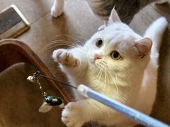 -猫咖时代(中山亭店)