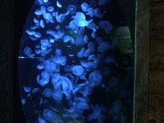 -悉尼海洋生物水族馆