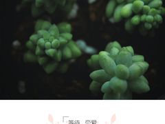 -南汇花鸟市场(上海浦东新花卉店)
