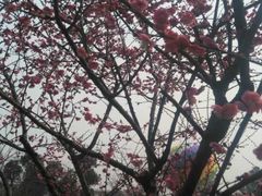 -秀丽东方
