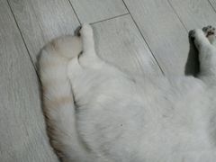 -喵的天空名猫咖啡馆·撸猫·猫舍·用品