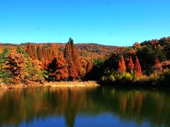 -鲁山国家森林公园