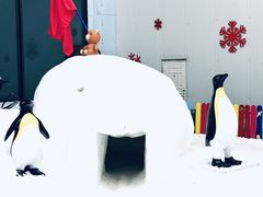 -哈尔滨热雪奇迹