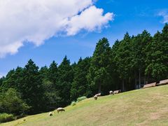 -神户市立六甲山牧场