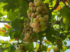 -马陆小张葡萄园农家乐