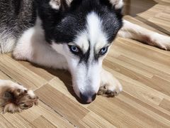 -喵小馆·猫咖狗咖猪咖·饮品店