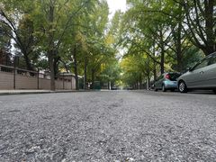 -三里屯东五街银杏大道