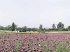 -北京东方普罗旺斯薰衣草庄园