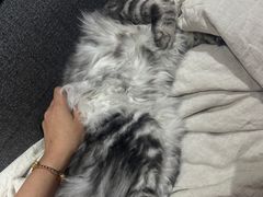 -FAELING PETS美天灵宠物(合生汇店)
