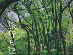 -上海共青森林公园
