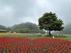 -广州市石门国家森林公园