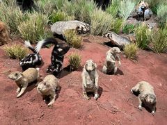 -陕西自然博物馆