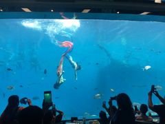 -瑞德姆美人鱼海底演艺主题餐厅(亚龙湾店)