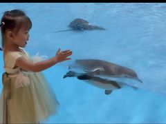 -帝企鹅自助餐厅•儿童岛•真企鹅(长隆企鹅酒店)