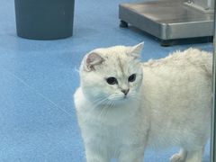 -万博宠物医院·手术·诊疗(未央凤城五路店)