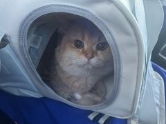 -派多格宠物(御景湾店)