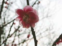 -新建村梅花