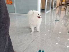 -瑞派长江宠物医院·猫科·外科·24小时夜护(谊城公寓分院)