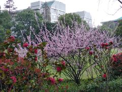 -武汉大学-樱园