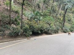 -黔灵山公园