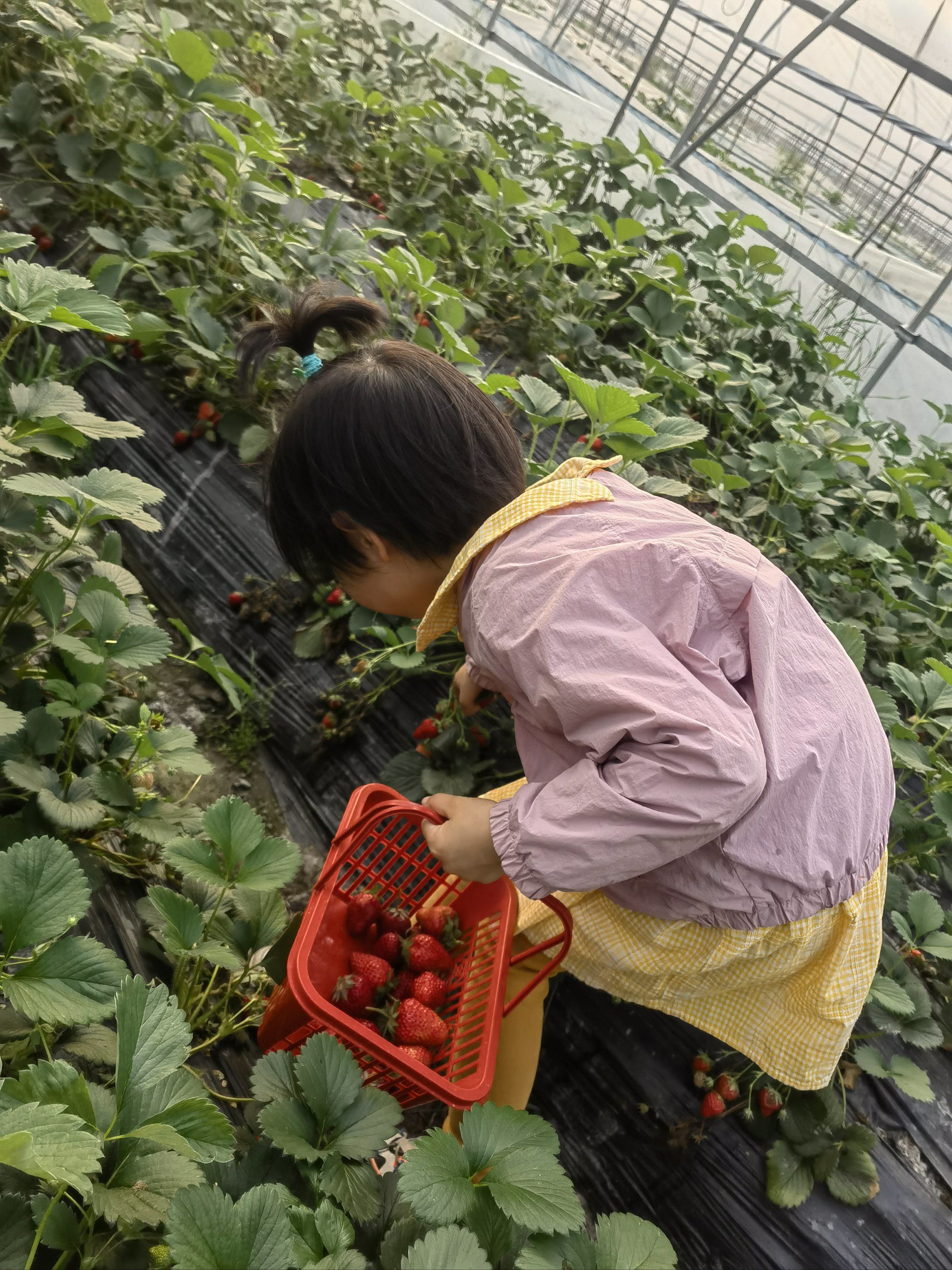 草莓采摘真奈斯