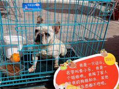 -向外鱼乐·土菜·虹鳟鱼