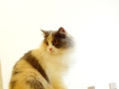 -团子家猫咪猫咖馆·柯基·柯尔鸭