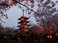 -武汉大学-樱园