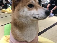 -逗柴咖啡屋·狗咖猫咖宠物桌游