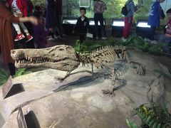 -自贡恐龙博物馆