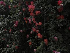 -秀丽东方
