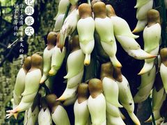-天鹿湖森林公园